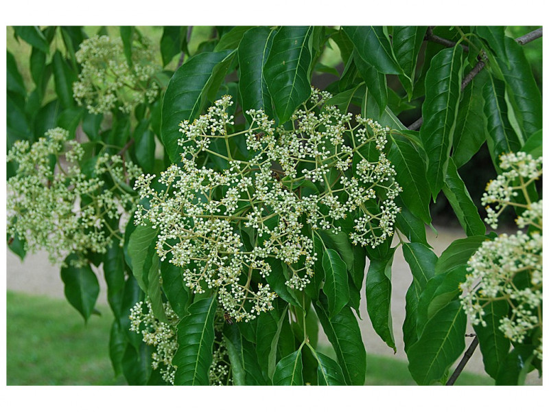 Bijenboom (Tetradium daniellii) - bomen voor insecten - wilde bijen bomen - drachtbomen nectar en stuifmeel